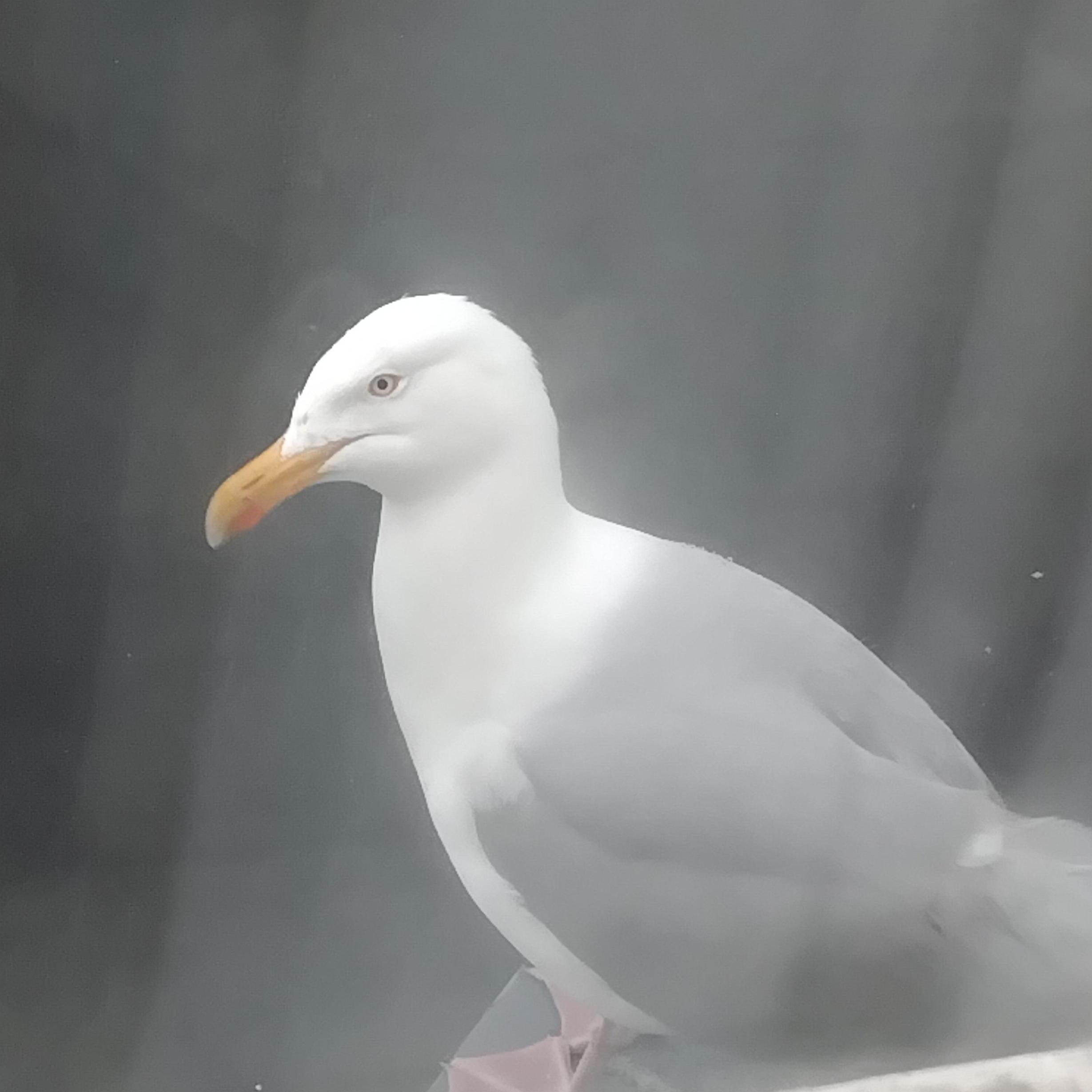 Landlord